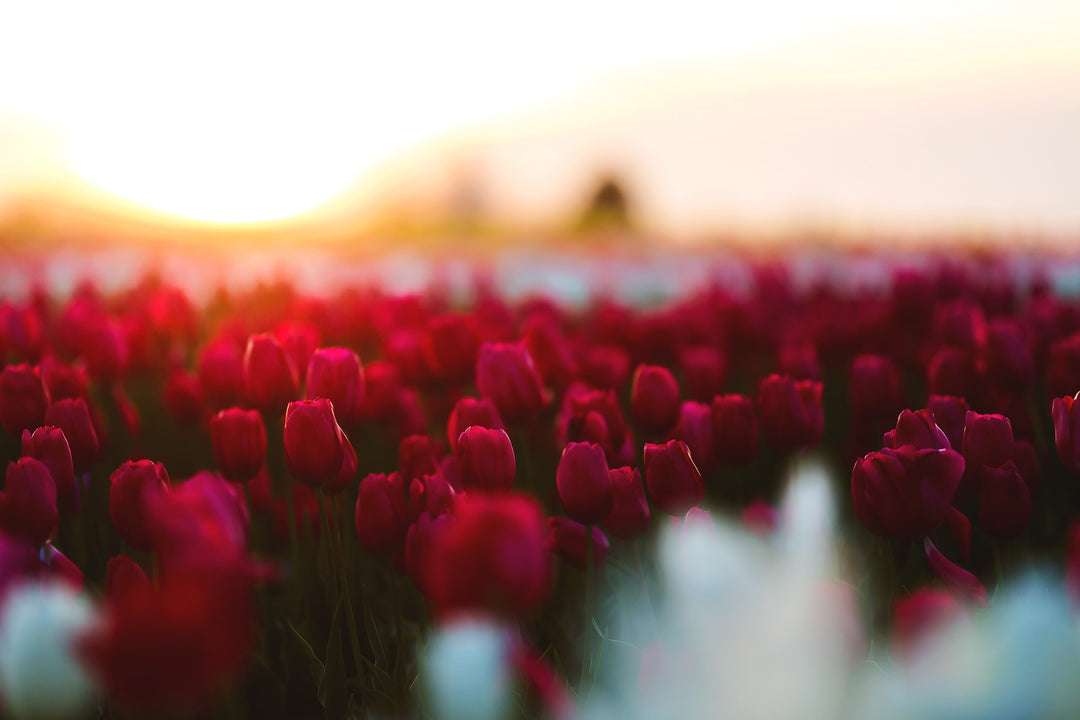 Blumen und Farben - Die schönsten Frühlingsfeste der Welt
